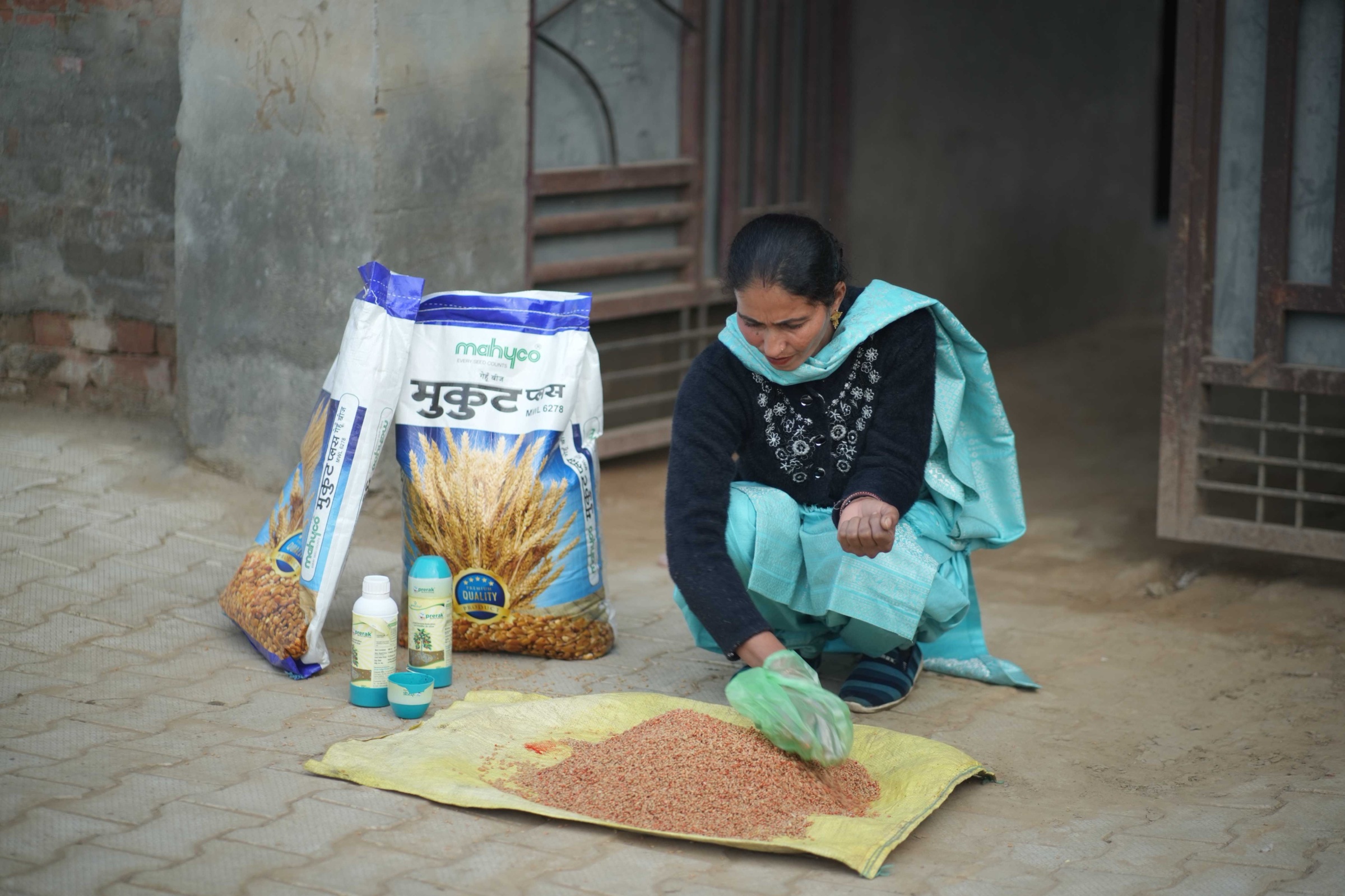 Une agricultrice trie ses semences