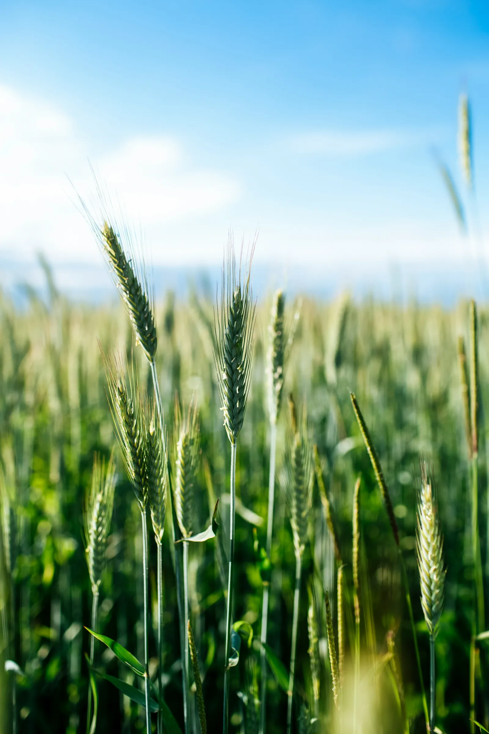 A green wheat field under the sky